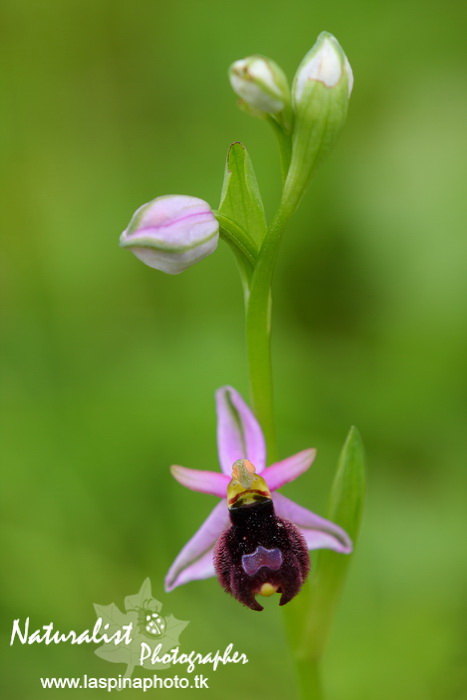 Sabato e Domenica...una scorpacciata di Orchidee!